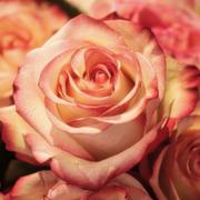 kaartlegger Rose 