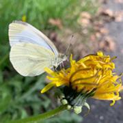 kaartleggers.be - beoordeling over  kaartlegster Sylvia